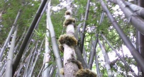  #竹子#竹子上长的山珍堪比燕窝，很多人不知天天吃，不料如此珍