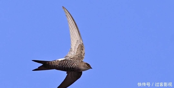 其他动物的活动