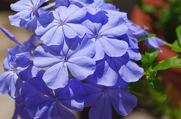  [家里]家里阳台种这些花卉，丢在阳台花开成瀑布，花香沁人心脾，超美