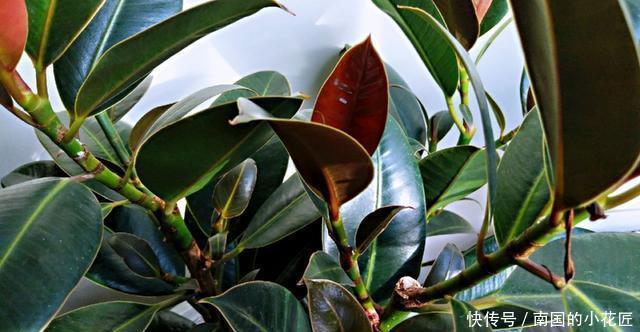 『橡胶树』养橡皮树时,注意以下几点,保准可以让其枝繁叶茂