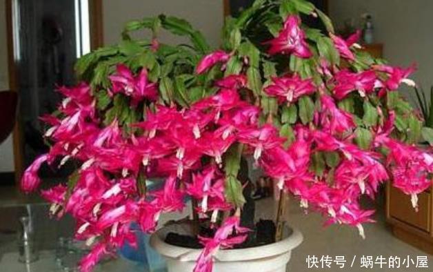 油绿|夏天蟹爪兰“蔫吧又烂根”,做好3点,安稳度夏,叶片油绿长得旺