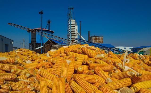  【玉米】提个醒：又到收玉米时候了，农民在地里卖玉米提防地秤