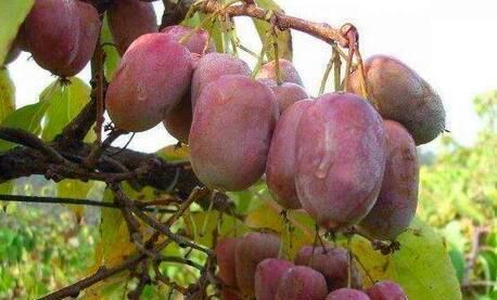  又一新|永别了红薯“，我国又一新型农作物走红，沾土就活，年收