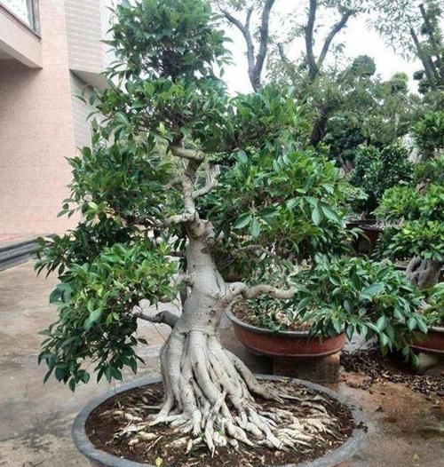  『阳光照射』“榕树盆栽”爱落叶？注意“6点”，榕树枝繁叶茂，叶片绿油油
