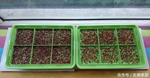 种子|香椿芽太贵,种点香椿苗,半月吃一茬,随吃随种,特方便