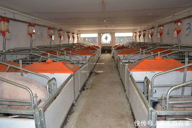 养猪场复养有模式可循，这家养猪场是这样做的，总结起来18个字