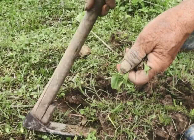 农村一种“天价”野菜，一斤要卖上百块，还是稀罕物，你认识吗？