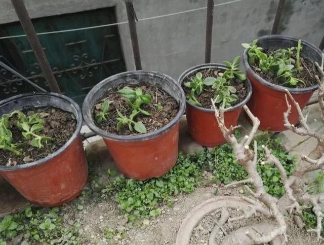 慎养■这花要慎养,每年砍掉3麻袋,照样蹭蹭长