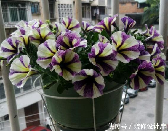  #养花#新手养花，不如养盆花中精品“绿萍”，绿如新翠，观赏性强