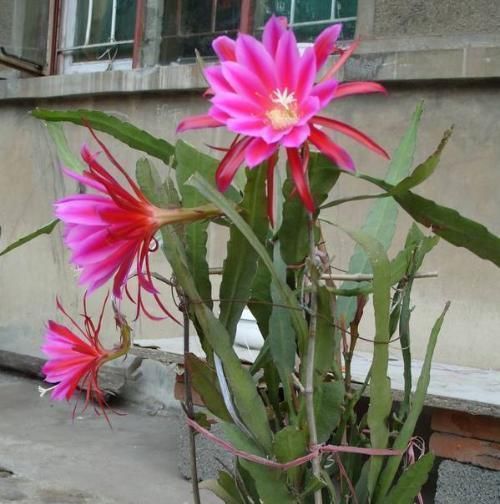  『仙人掌科植物』龙骨、量天尺、令箭荷花，是同一种植物吗？养护方法有什么不同？