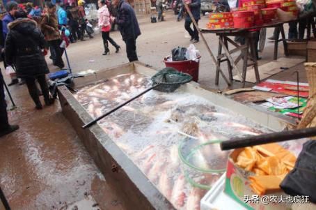  [不乐意]它是“四大家鱼”之首，市场15元1斤，为何农民却不乐意