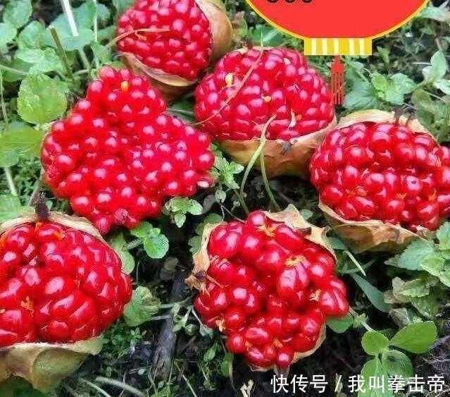  踩踏|冬笋一斤30元，可山林中它更昂贵，400元一斤却被农民忽视