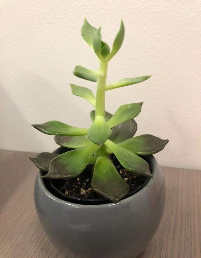 光照:花儿又细又长,徒长怎么办?简单3招,长得更快更壮颜值高
