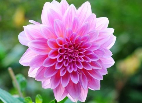  #花界#这5款花卉，堪称花界“开花机器”，盆栽上几种，花开繁华又浪漫