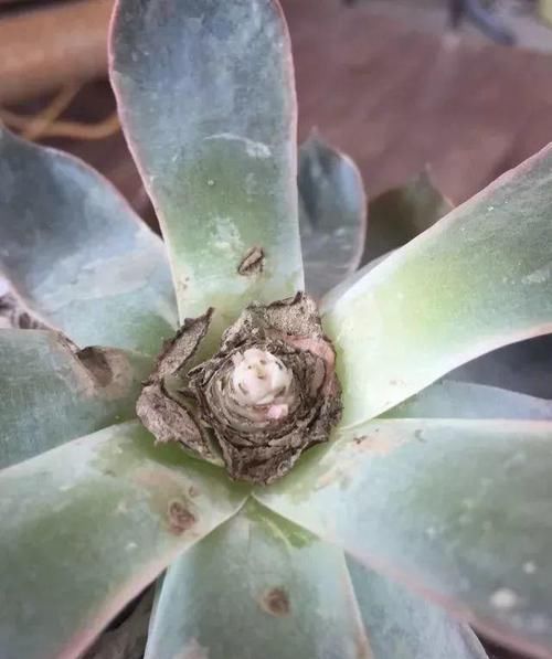  朱顶红：看见这花可别买，忍住，小心被忽悠，花钱买气受！