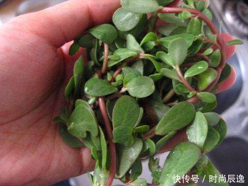 马齿苋加它的粉末，睡前洗脸，两周撵走斑点，皮肤满满胶原蛋白