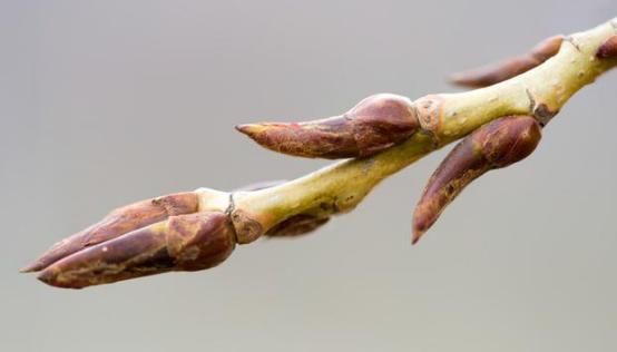 农村的杨树芽一斤能卖到几十元，到底有什么用途?