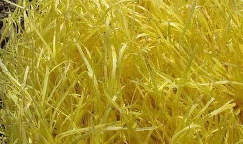  #不用#原来韭黄也能自家种，不用阳光就能呼呼长，割了一茬又一茬