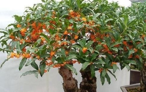  『香味』树桩盆景没有香味？可能是因为你没见过这几种，养上几盆都不嫌多