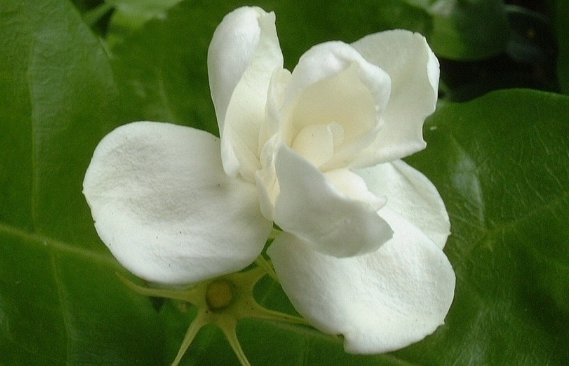  「试试」在家养花总是养不活，试试这些花草，易成活生根快，开花爆满