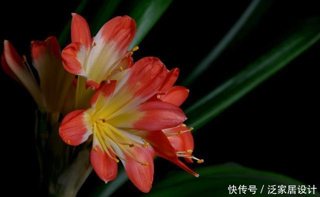  【艳丽】适合家养的3种花，花色艳丽人见人爱，一年四季开花不断，美极了