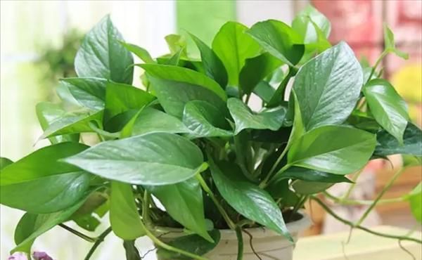  「植物」新居养这些植物，吸收甲醛净化空气，还可观赏