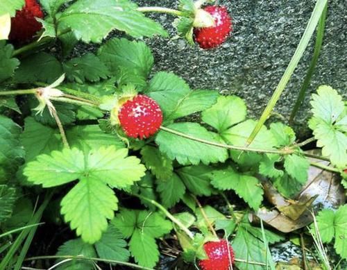  『植物』山沟里的1种“野草”，1棵能结出10个“红果子”，小时候常去摘！