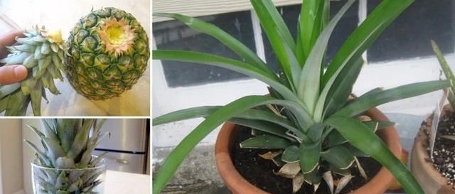  『盆栽水果』吃剩的菠萝头，泡一泡，又结小菠萝，耗费2年，值不值呢