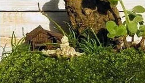 「适合苔藓生」盆栽苔藓是养花好材料,教你几招把它养得茂盛油绿