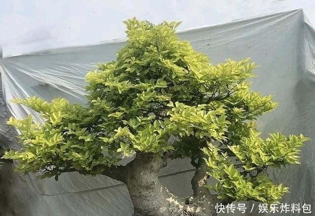 『朱立明』欣赏朱立明的盆景,学会体贴!