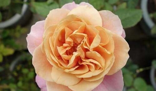  #养草#种花养草，就养盆遥远的鼓声，花开嫩润色奇特，清香入鼻真好闻