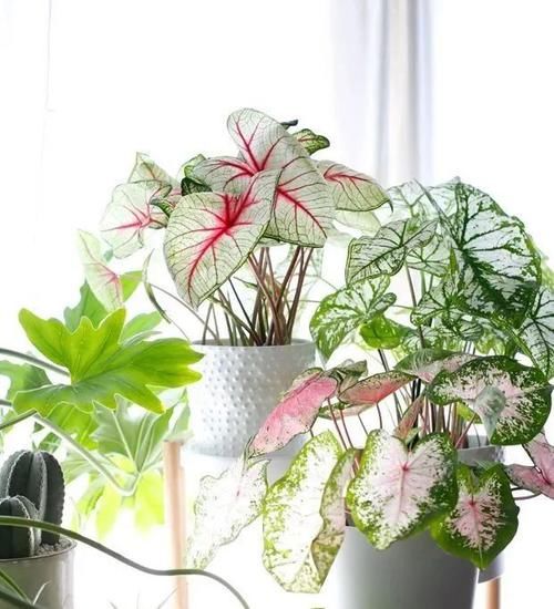  [观叶]很耐阴的8种叶子斑斓的观叶植物，每一种都想养几盆