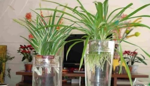 『扦插』吊兰一盆变10盆,根本不用扦插,丢水里就能生根!