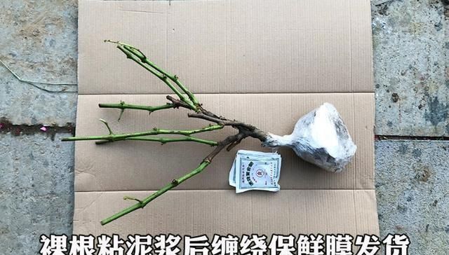  『冰箱』我国又一农业的进步，“冰箱”冻不死，新鲜又美味，农民乐开花