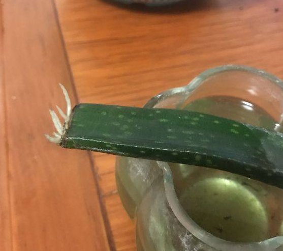  『植物』不小心将“芦荟”叶子掰断了，把它放在水里，结果这样了……