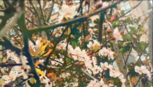 “夜疑关山月,晓似沙场雪”,我借诗意将皑皑李花拍【推荐周边游】