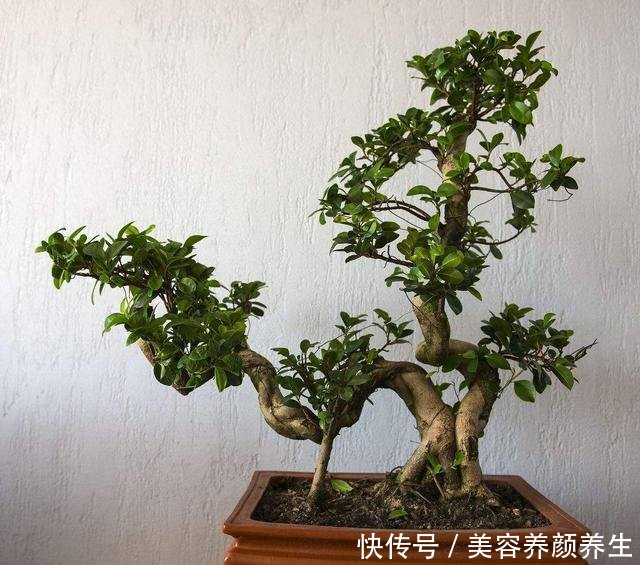  【小苗】三种能快速做成造型的植物，让盆景的拥有也能变的很是简单，点赞