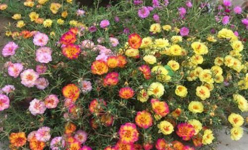  『想养』想养太阳花，剪根枝条，“见土”就生根，一次开花上百朵