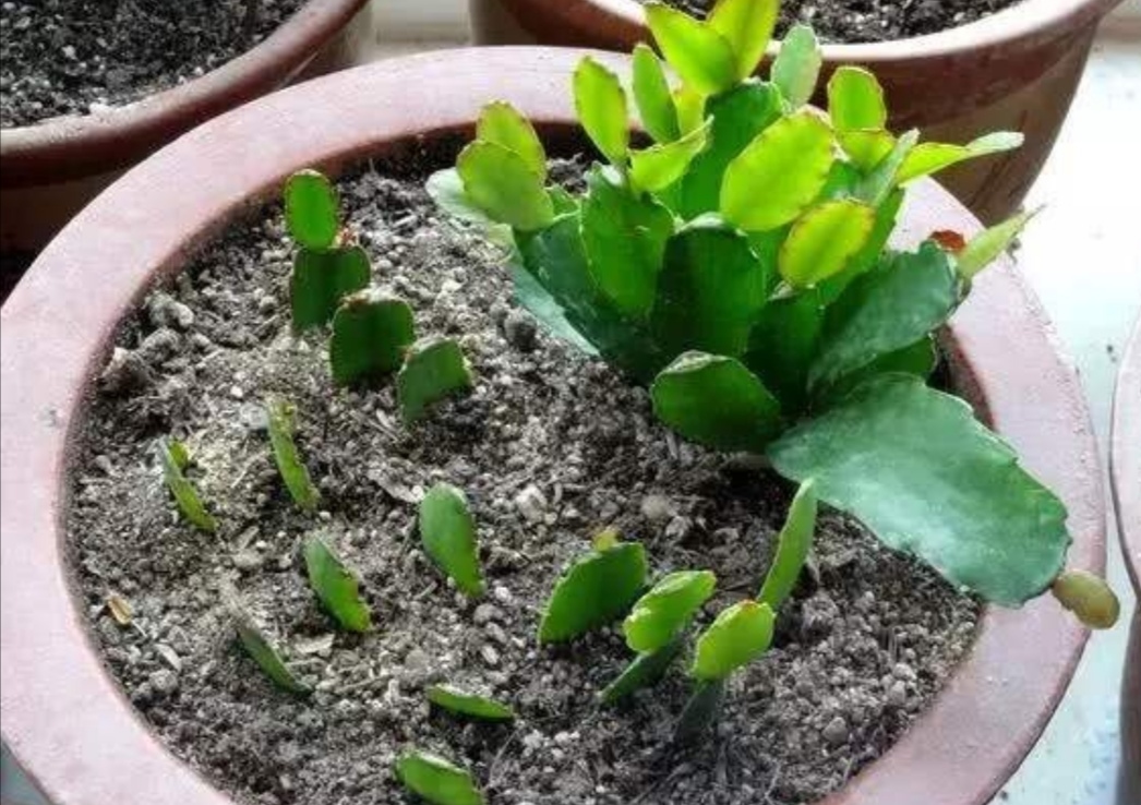 「修剪下来」家里养6种花,摘片叶子就能插活,学会了越养越多