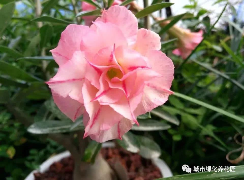  玫瑰：沙漠玫瑰根系似龙爪？做八方根盆景或提根盆景，不浪费完美根系