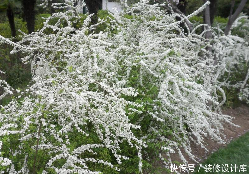 『压弯』喷雪花一开像下雪,花量多到压弯枝,大夏天也能赏雪!