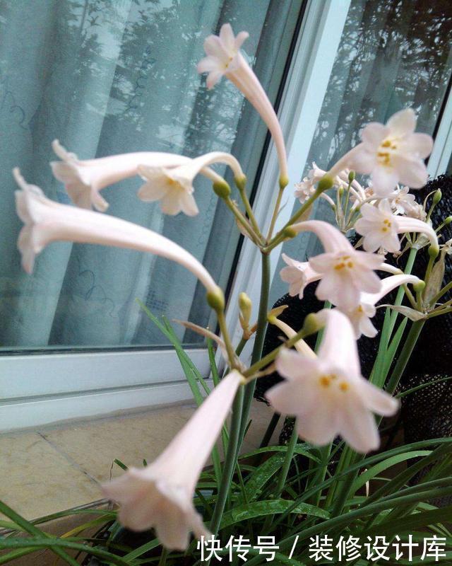  阳光|一根枝条开出一球花，开花快花量大，名叫垂筒花能家养