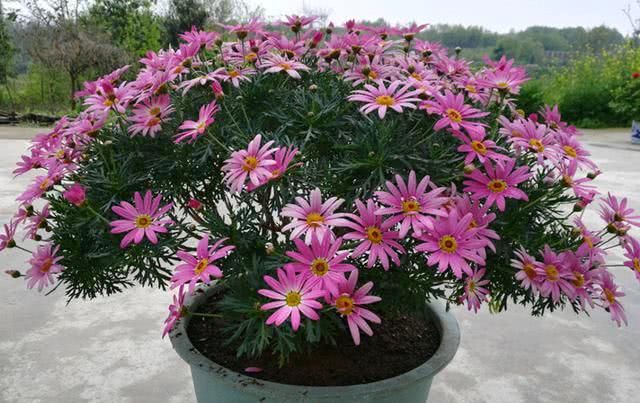  盆栽@此盆栽花是世界名花，号称“爆盆神器”，花期超半年，养护很容易