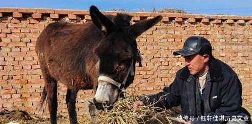 驴肉五千，驴皮三千，为什么农民宁愿打工也不养驴原因很简单