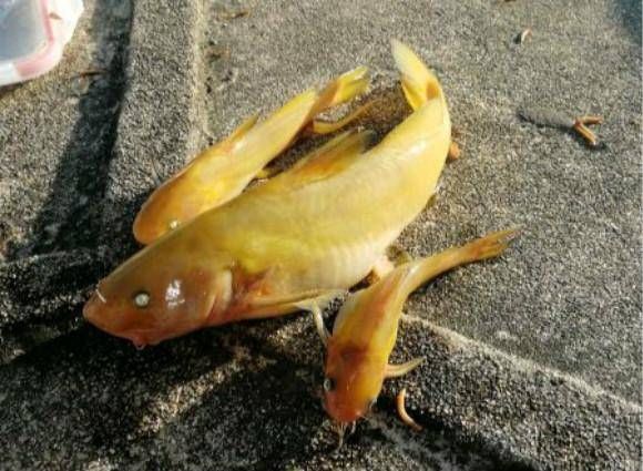  钓友：经常钓黄辣丁的钓友来看看，长江里钓的这种鱼是黄辣丁吗？