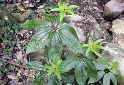 【杂草】别看1种植物像“杂草”,殊不知1斤卖“600元”,比金线莲值钱