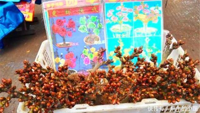 『不良商贩』花市逛“路边摊”，要警惕用“这种方式”卖花的，谁买谁后悔！