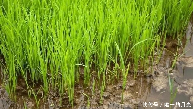  稻田：稻田养鸭有什么好处，养殖人又该注意什么？