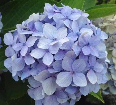  温馨：夏季养此款植物，花艳易爆盆，花开幽香淡雅，养在阳台变温馨花园