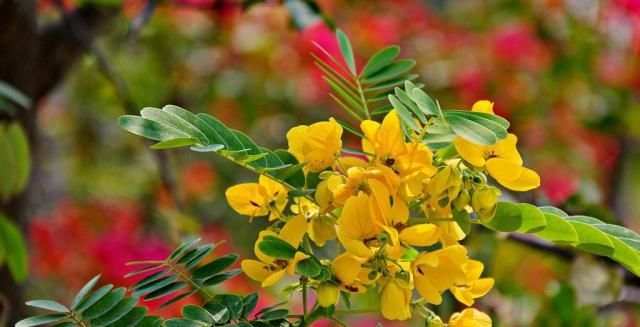  『植物』在乡下有一种植物，种子剥下来像是绿豆，叫决明子，你认识吗？